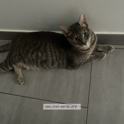 Photo de chat perdu à Anzin