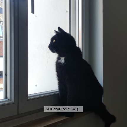 Photo 1/1 Chat retrouvé Perdu à Boismande