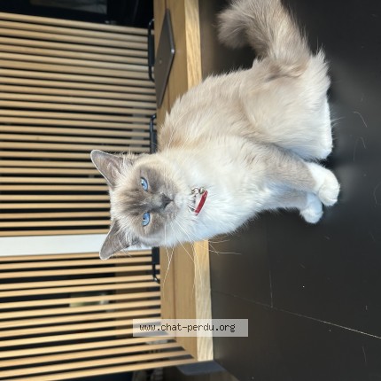Photo de chat retrouvé à Saint Chamond