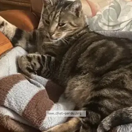 Photo de chat perdu à Bourgogne