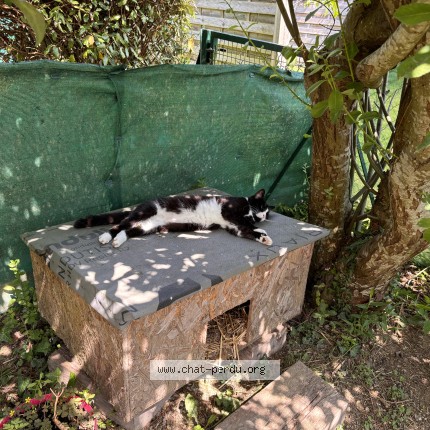Photo de chat perdu à Pont Pean