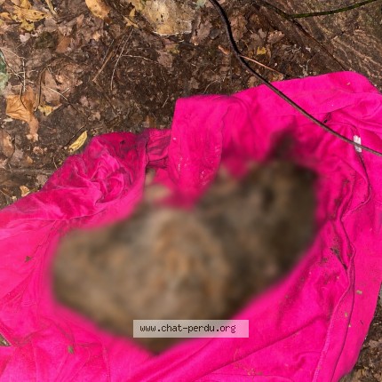 Photo de chat trouvé à Vence