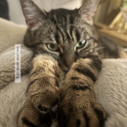 Photo 1/1 naïa Chat perdu à Fleury Les Aubrais