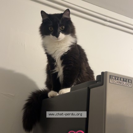 Photo de chat perdu à Montpellier