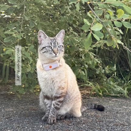 Photo 1/1 Bagus Chat perdu à Socoa