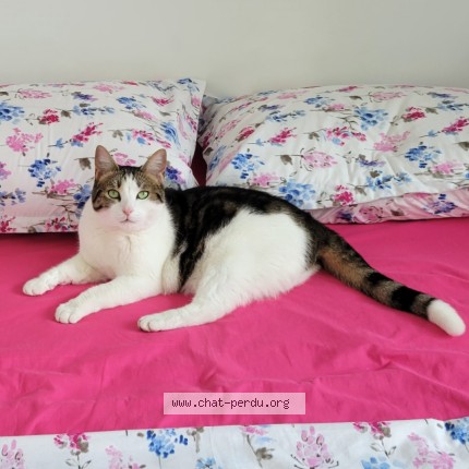 Photo de chat perdu à Noisy Le Sec