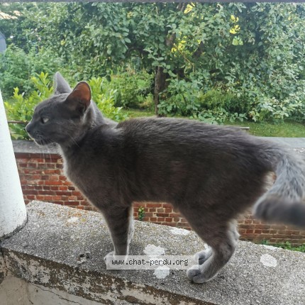 Photo 2/3 Chat trouvé Trouvé à Salzinnes