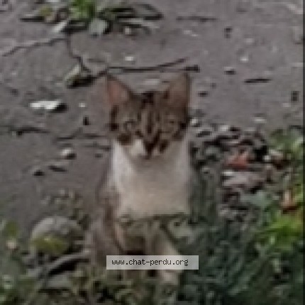 Photo 1/2 Chat trouvé Trouvé à Reims
