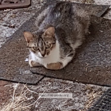 Photo 2/2 Chat trouvé Trouvé à Reims