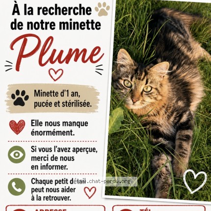 Photo 1/1 Plume Chat perdu à Ville La Grand
