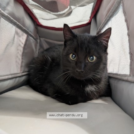 Photo de chat perdu à Gahard