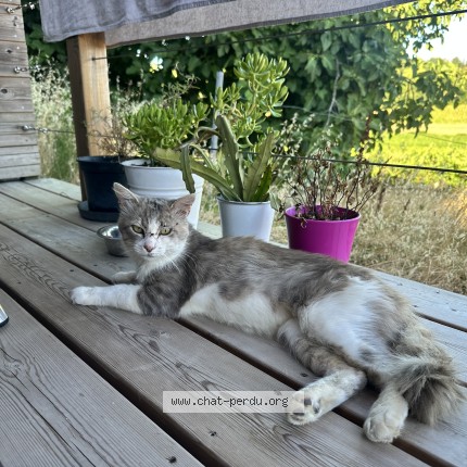Photo de chat trouvé à Sainte Aignant