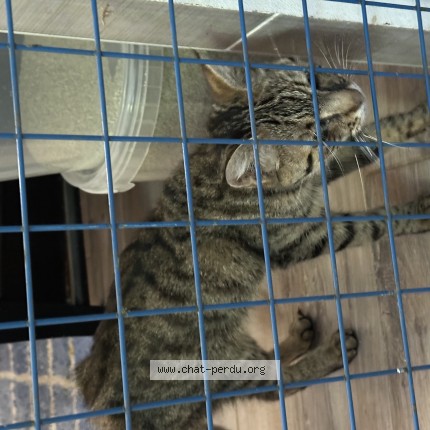 Photo 1/1 Chat trouvé Trouvé à Solaize