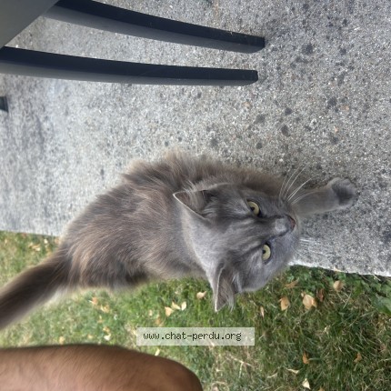 Photo 1/1 Chat retrouvé Trouvé à Senonches