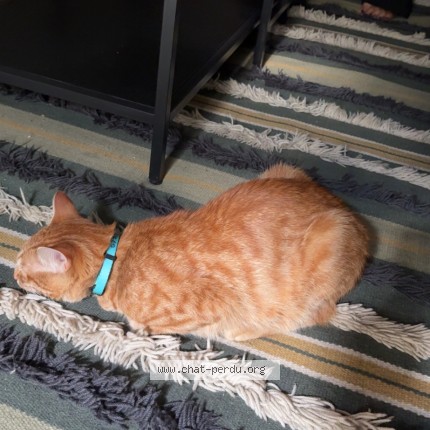 Photo de chat perdu à Fontenay Sous Bois