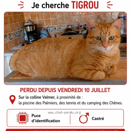 Photo de chat perdu à La Croix Valmer