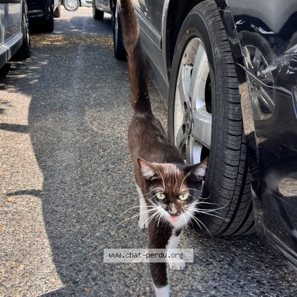 Photo de chat trouvé à Trets