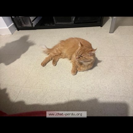 Photo de chat perdu à Thenezay