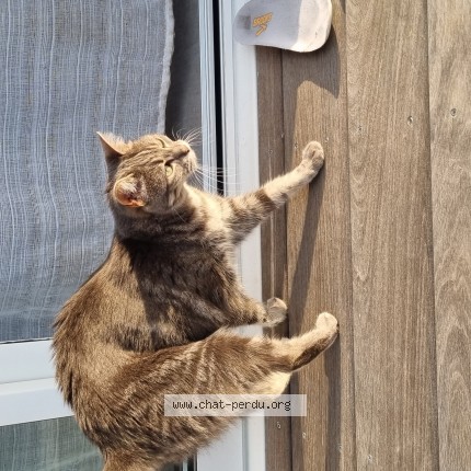 Photo de chat perdu à Saint Etienne De Montluc