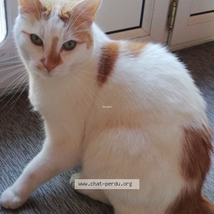 Photo de chat retrouvé à Offemont