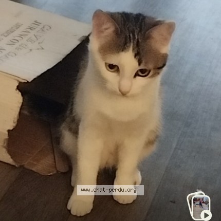 Photo de chat retrouvé à Biarritz