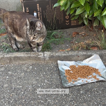 Photo 1/1 Chat trouvé Trouvé à Wittenheim