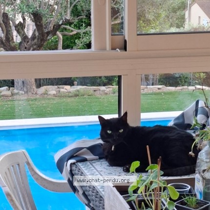 Photo de chat perdu à Les Mages