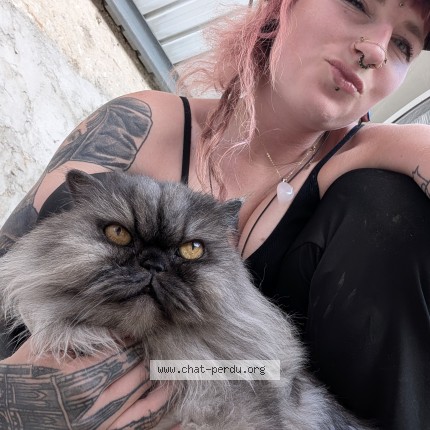 Photo de chat perdu à Marmande