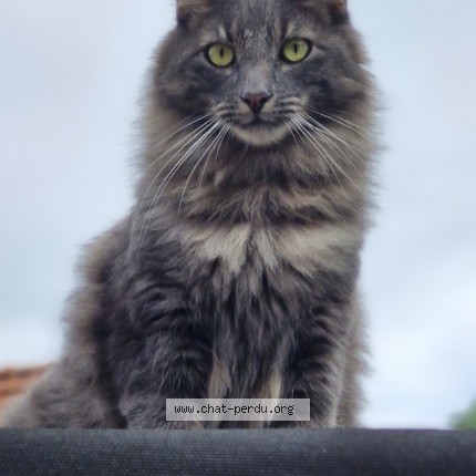 Photo de chat perdu à Franconville