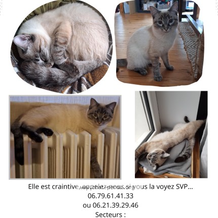 Photo de chat perdu à Brest