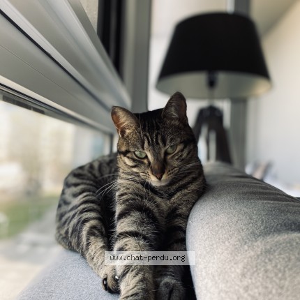 Photo de chat perdu à Saint Avertin