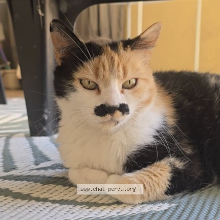 Photo de chat perdu à Bordeaux