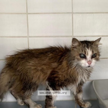 Photo de chat trouvé à Montauban