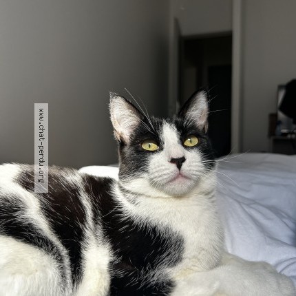 Photo de chat perdu à Chaumont