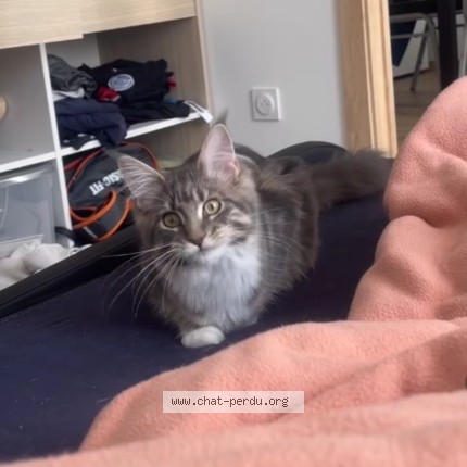 Photo de chat perdu à Ramberviller