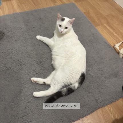 Photo de chat perdu à Lyon