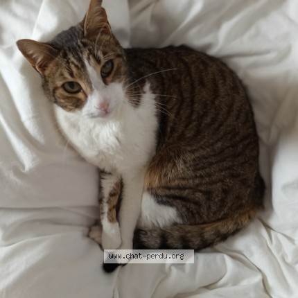 Photo de chat perdu à Saix