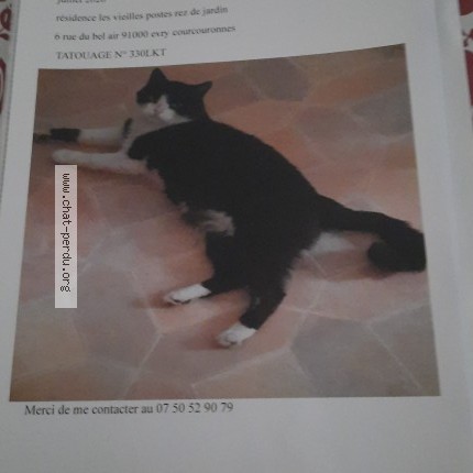 Photo de chat perdu à Evry Coucouronnes