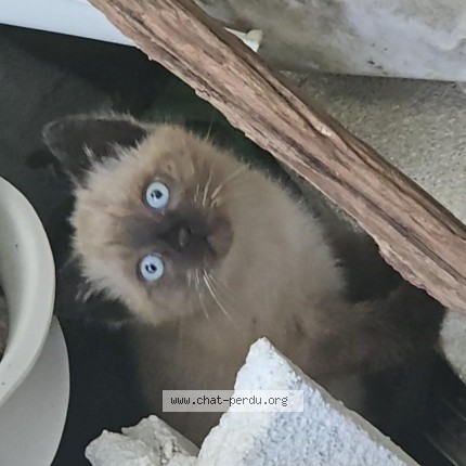 Photo de chat perdu à Bedee