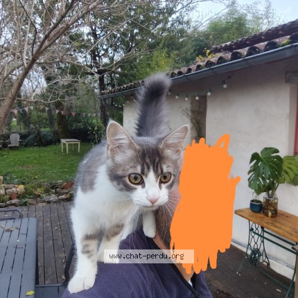 Photo de chat perdu à Saint Cirq