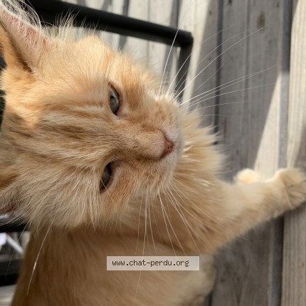 Photo de chat trouvé à Jard Sur Mer