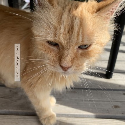 Photo 1/1 Chat trouvé Trouvé à Jard Sur Mer