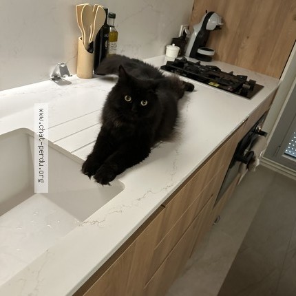 Photo de chat perdu à Tremblay En France