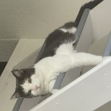 Tichat