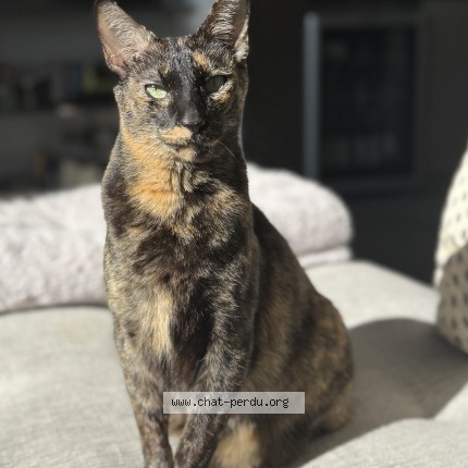 Photo de chat retrouvé à Beausoleil