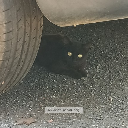 Photo 1/1 Chat trouvé Trouvé à Anan