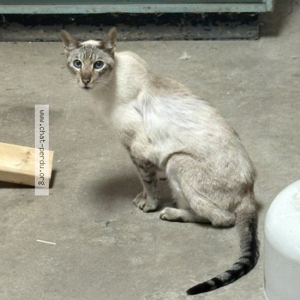 Photo 1/1 Chat trouvé Trouvé à Mirabel