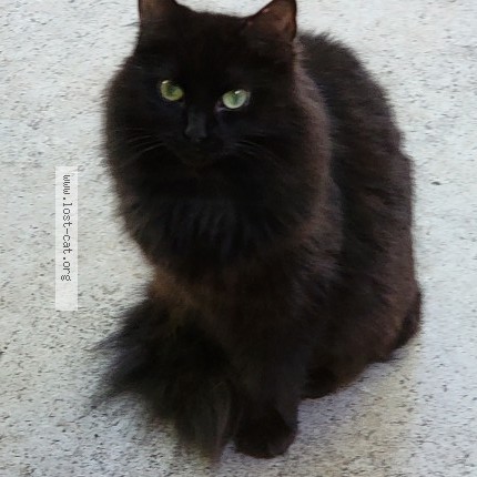 Photo 1/1 Chat trouvé Trouvé à Montreal