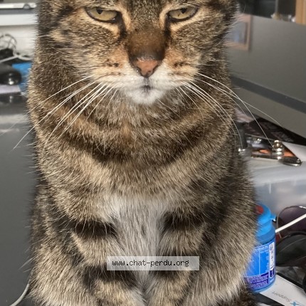 Photo de chat perdu à Montry