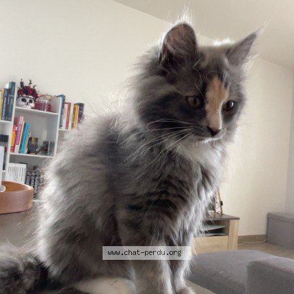 Photo de chat retrouvé à Petit Mars